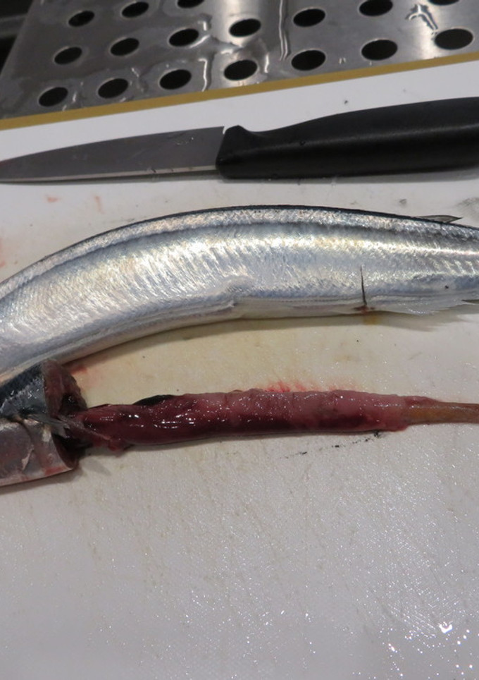 秋刀魚の腸を簡単に抜く方法-レシピのメイン写真
