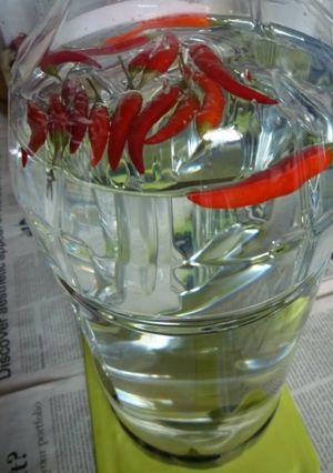 アラビア唐辛子の激辛唐辛子焼酎-レシピのメイン写真