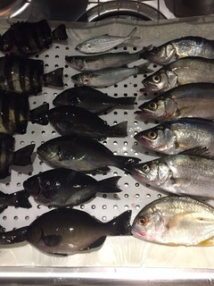 旬鮮!魚の冷凍法-レシピのメイン写真
