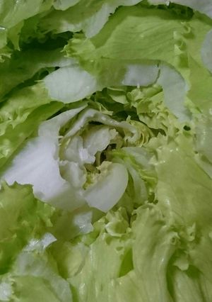 レタスの保存(*´╰╯`๓)♬-レシピのメイン写真