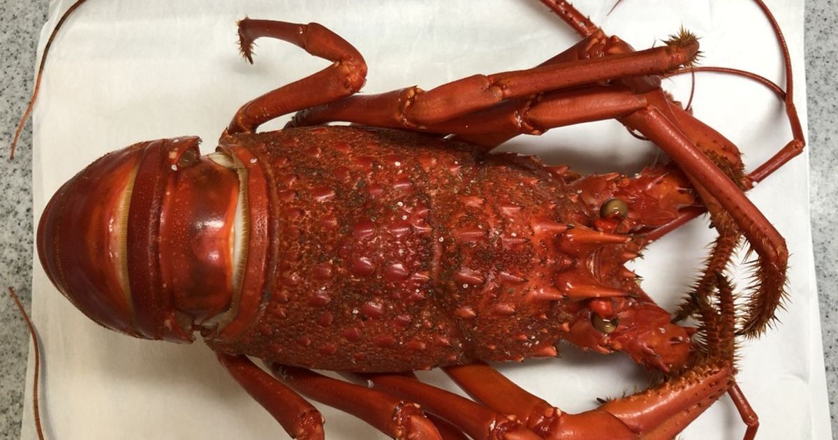 基本からアレンジまで!思わずつくりたくなる「伊勢エビ蒸し」のレシピ集 | クックパッド