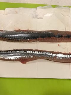 サンマ下処理、簡単に内臓・腹骨・皮の除去-レシピのメイン写真