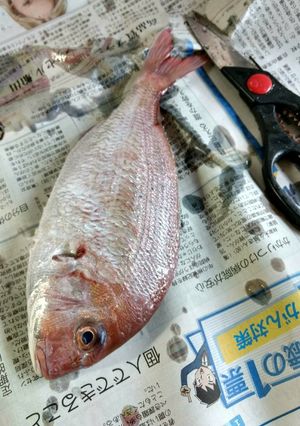 自己流真鯛のさばきかた-レシピのメイン写真