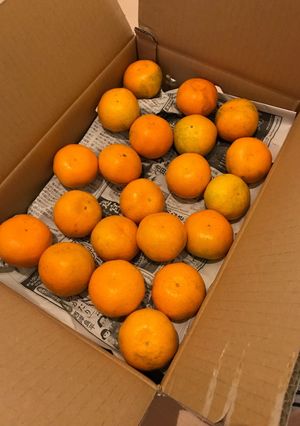 みかんの箱買い、腐りにくい保存方法！-レシピのメイン写真