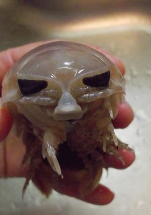愛知の魚!?オオグソクムシの下処理-レシピのメイン写真