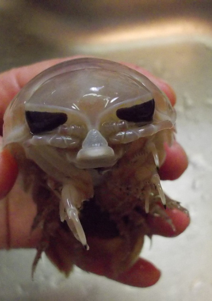 愛知の魚!?オオグソクムシの下処理-レシピのメイン写真