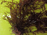 ソゾ(海藻)の味噌汁