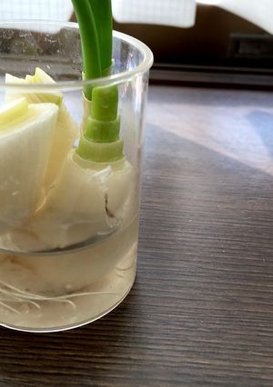 薬味用ネギを育てよう-レシピのメイン写真