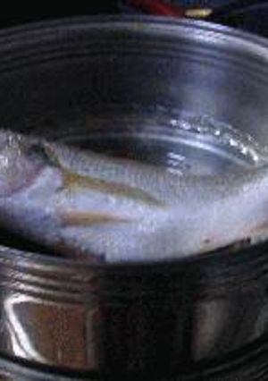 蒸し魚の広島菜ソースかけ-レシピのメイン写真