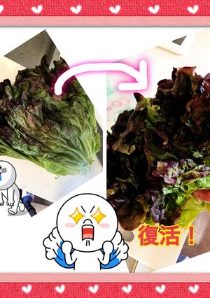 ★一番簡単！★見切品レタス復活！保存法★-レシピのメイン写真