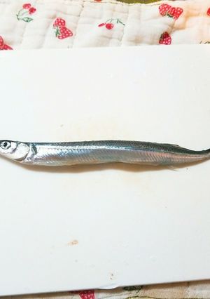 さよりの腹開き☆おろし方-レシピのメイン写真