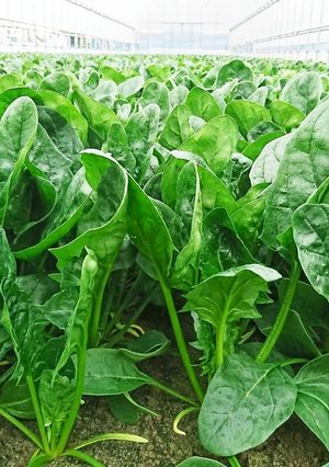 簡単 電子レンジで ほうれん草のおひたし-レシピのメイン写真