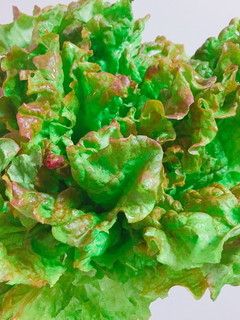 レタスしゃっきり☆青菜の救済&保存法-レシピのメイン写真
