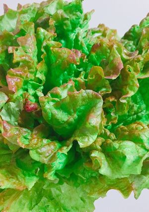 レタスしゃっきり☆青菜の救済&保存法-レシピのメイン写真
