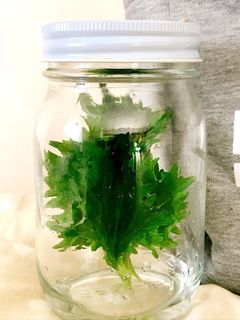 大葉の保存法-レシピのメイン写真