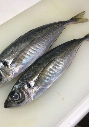 大名おろし!あじの三枚おろし〜刺身-レシピのメイン写真