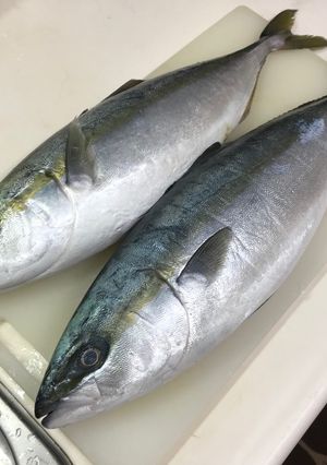 いなだの三枚おろし-レシピのメイン写真