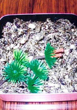クサギナの大豆入りサラダ-レシピのメイン写真