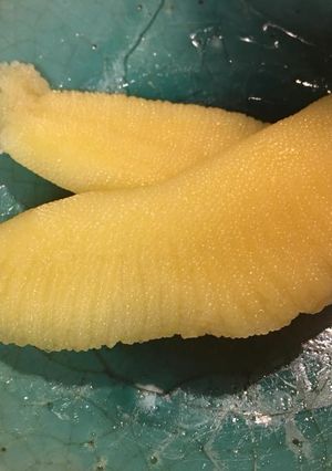 市場のおばちゃんに聞いた数の子の作り方-レシピのメイン写真