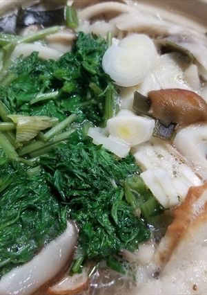 シャク入りなべ焼きキノコうどん-レシピのメイン写真