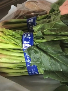 葉野菜を長期間新鮮なまま保存する方法-レシピのメイン写真