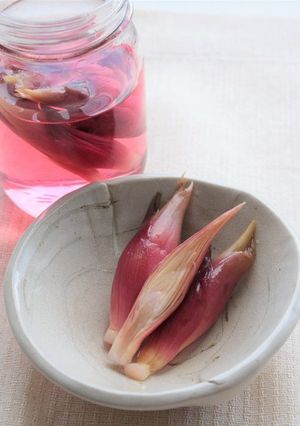 みょうがの酢漬け-レシピのメイン写真