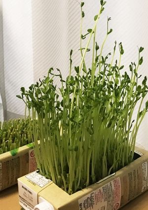 水替え楽チン！豆苗の育て方-レシピのメイン写真
