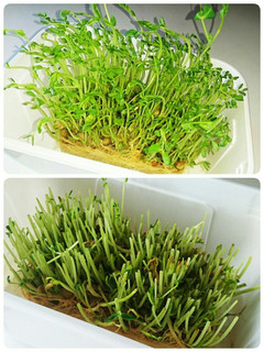 豆苗の再収穫-レシピのメイン写真