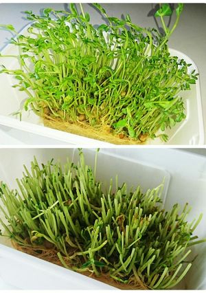 豆苗の再収穫-レシピのメイン写真