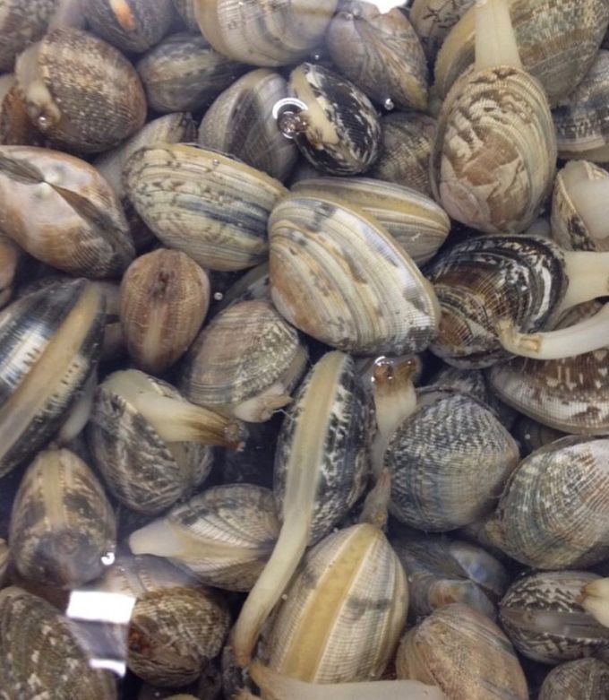 あさり　ページ ペットボトルで簡単計量！あさりの砂抜き by dentack