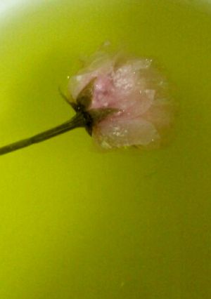 八重桜で桜の花の塩漬け-レシピのメイン写真
