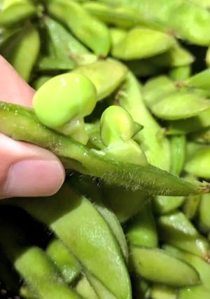 えだまめの確実な茹で方-レシピのメイン写真