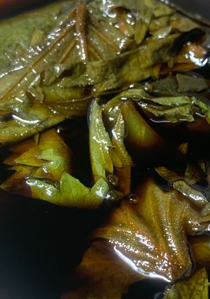 しその葉醤油漬け-レシピのメイン写真