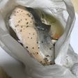 鮭の包み焼き(衛宮家風)