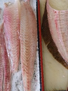 ヒラメ捌き方、カレイ捌き方(5枚おろし)-レシピのメイン写真