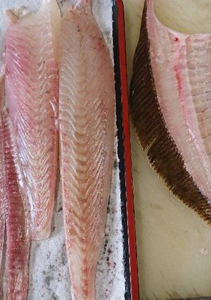 ヒラメ捌き方、カレイ捌き方(5枚おろし)-レシピのメイン写真