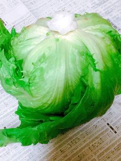レタスの保存方法♬シャキッと長持ち♬-レシピのメイン写真