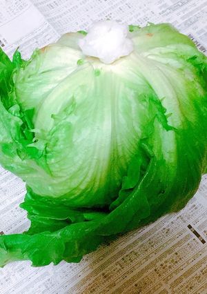 レタスの保存方法♬シャキッと長持ち♬-レシピのメイン写真
