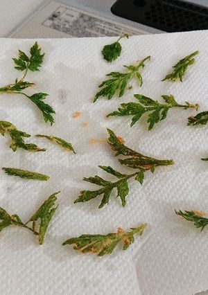 野草の天ぷら 節約?-レシピのメイン写真