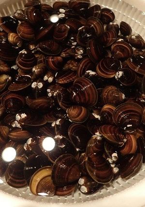 シジミの砂抜き-レシピのメイン写真