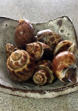 貝を柔らかく煮る方法-レシピのメイン写真