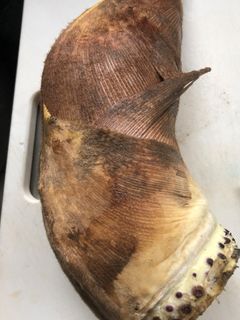 【春】たけのこのゆで方 あく抜き-レシピのメイン写真
