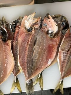 冷蔵庫で簡単干物作り(アジの開き)-レシピのメイン写真
