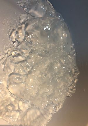【新❀下処理方法】ミズクラゲの食材化-レシピのメイン写真