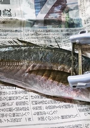 簡単！魚のうろこ取り-レシピのメイン写真