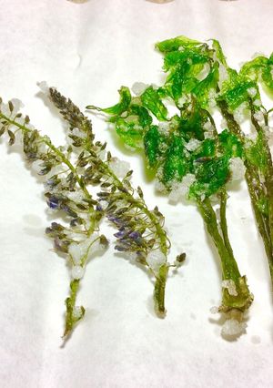 コシアブラ、藤の花 天ぷら-レシピのメイン写真