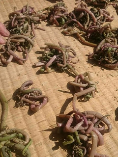 保存食☆干し(乾燥)ぜんまいの作り方-レシピのメイン写真