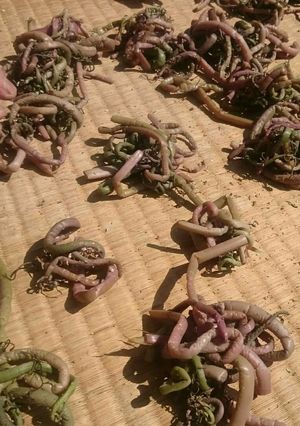 保存食☆干し(乾燥)ぜんまいの作り方-レシピのメイン写真