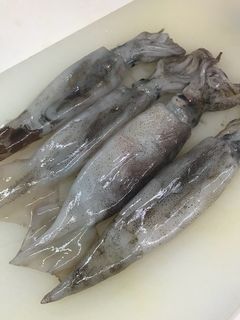むぎいか(するめいか)の下処理-レシピのメイン写真