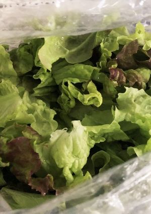 葉物野菜サラダの保存方法-レシピのメイン写真